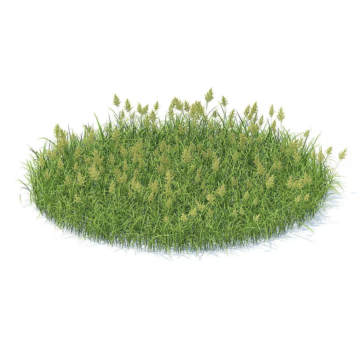 Flowering Grass 3D Model 3D model_0