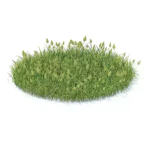 Flowering Grass 3D Model