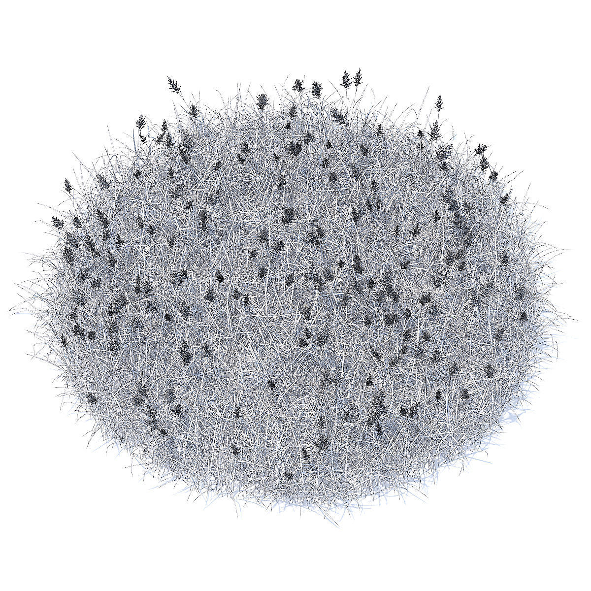 Flowering Grass 3D Model 3D model_3