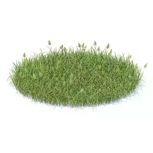 Flowering Grass 3D Model