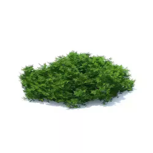 Short Thuja Shrub