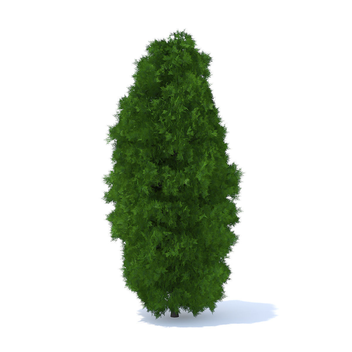 Thuja Shrub 3D model_1