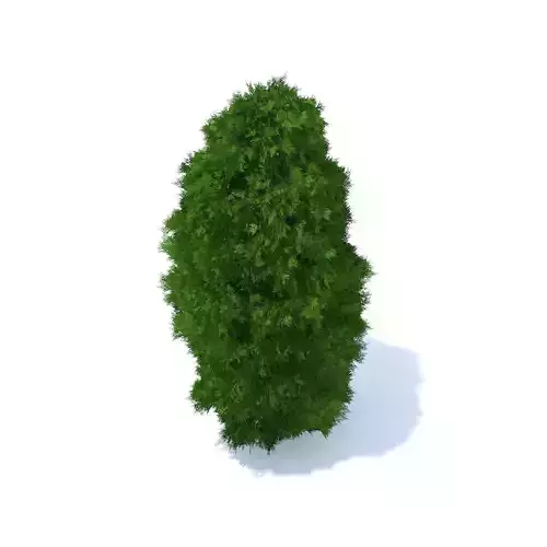 Thuja Shrub