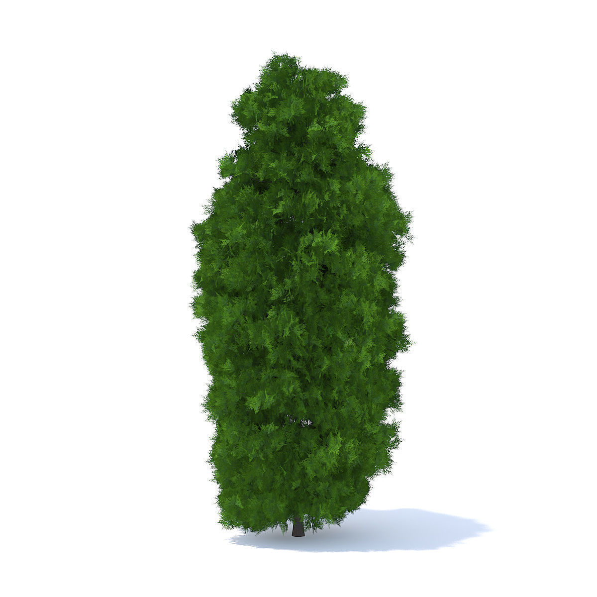 Thuja Shrub 3D model_2