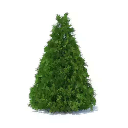 Cone Shaped Thuja Hedge