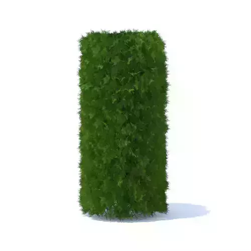 Cylindrical Thuja Hedge