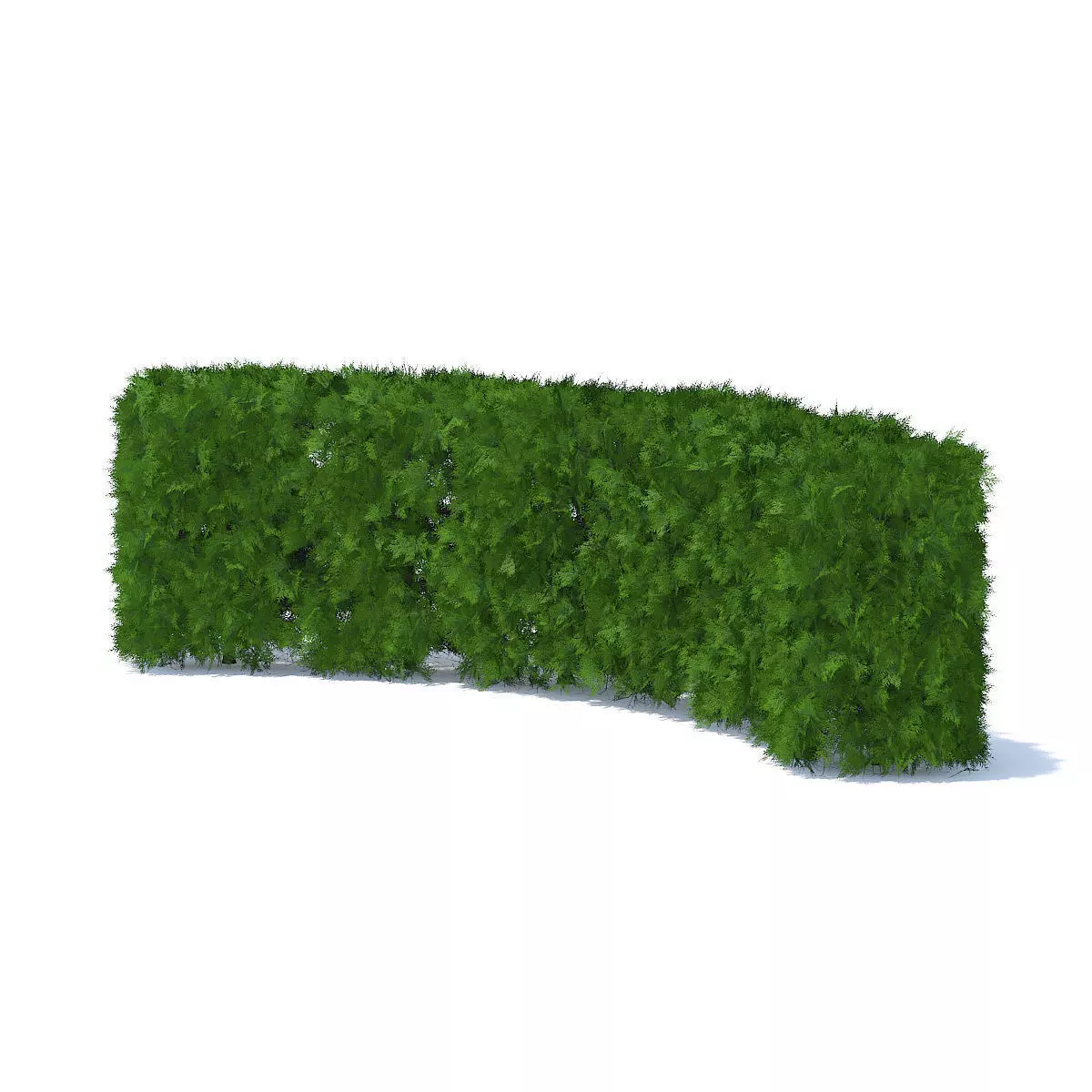 Curved Thuja Hedge 3D model_3