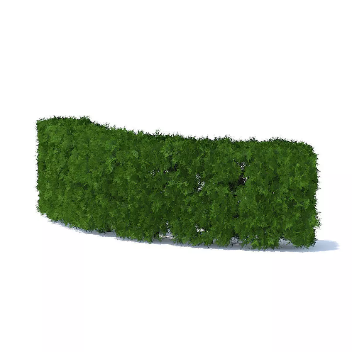 Curved Thuja Hedge 3D model_4