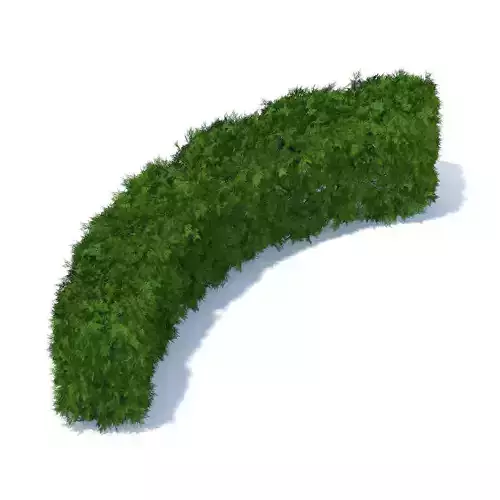 Curved Thuja Hedge