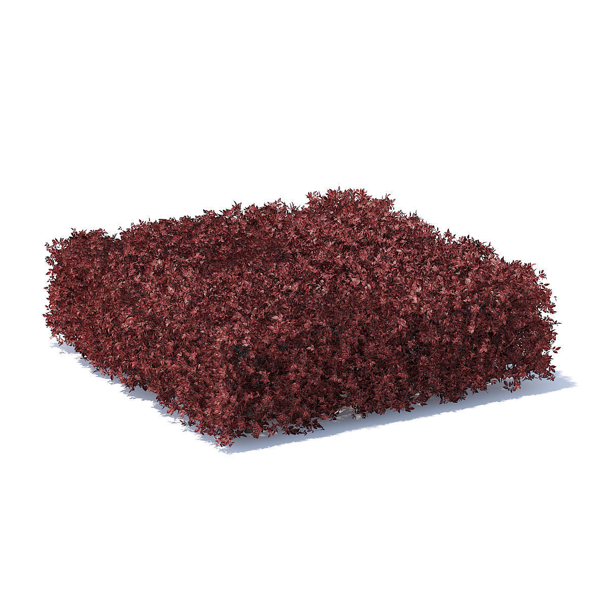 Square Red Hedge 3D model_2