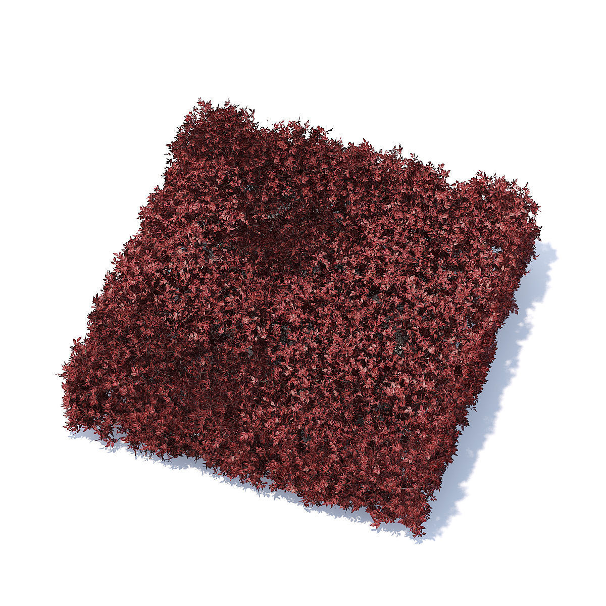 Square Red Hedge 3D model_3