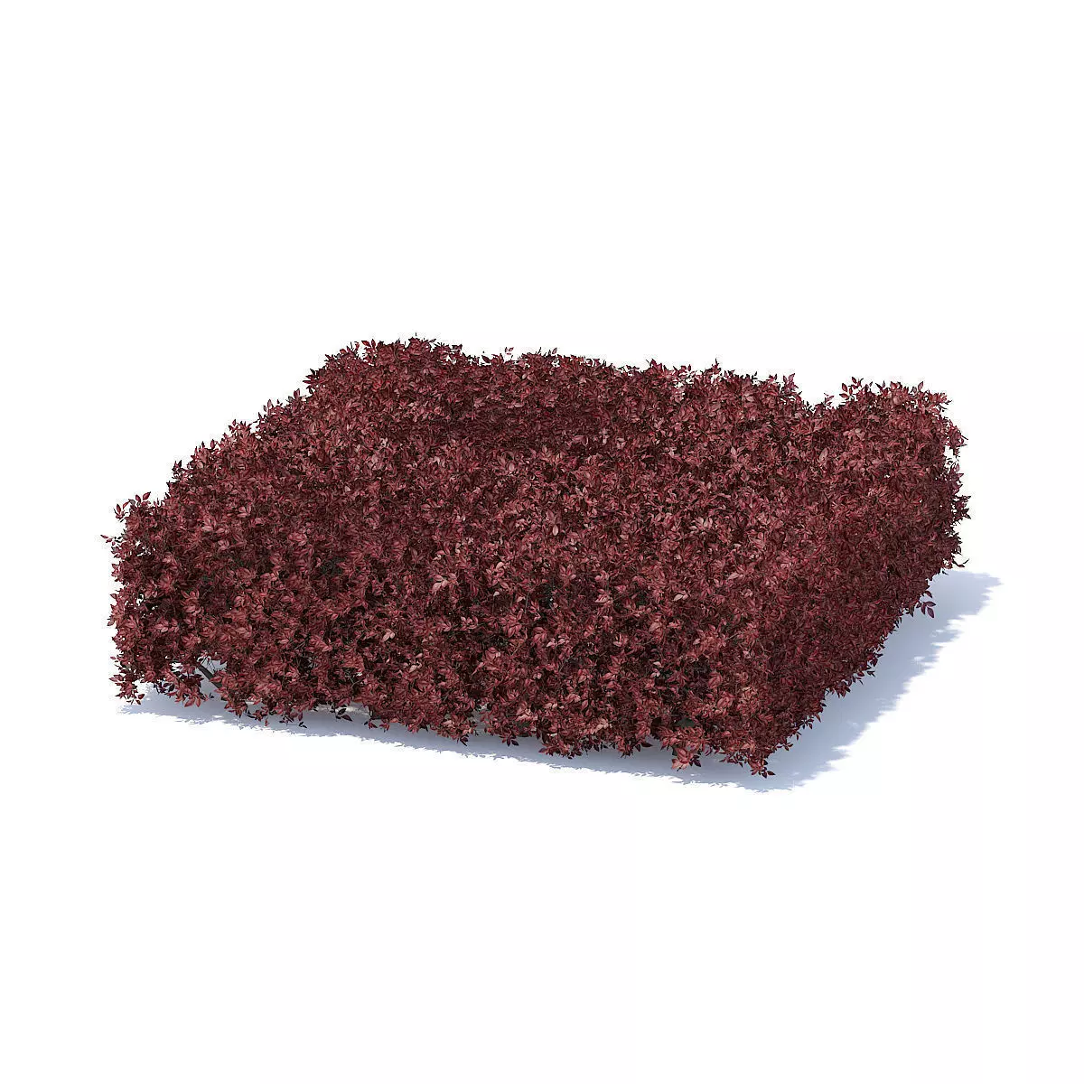Square Red Hedge 3D model_0