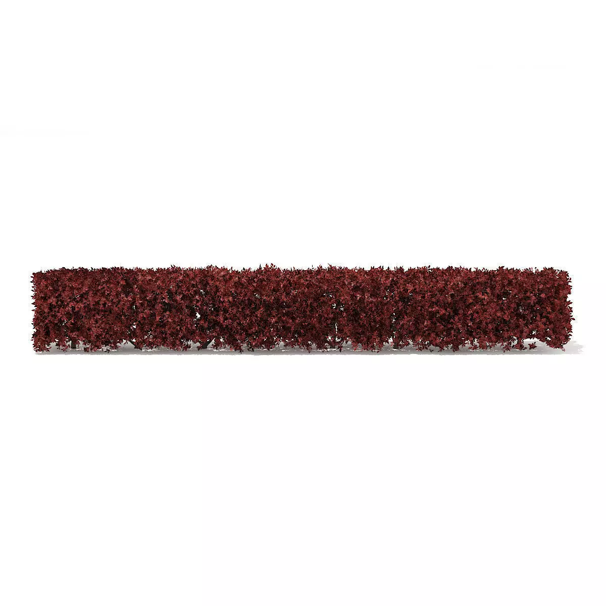 Straight Red Hedge 3D model_0