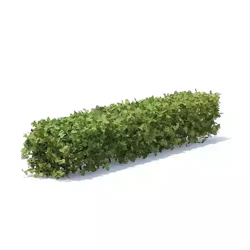 Straight Hedge
