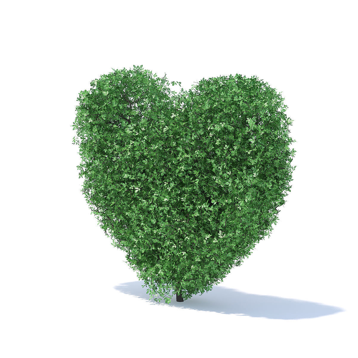Heart Shaped Shrub 3D model_1