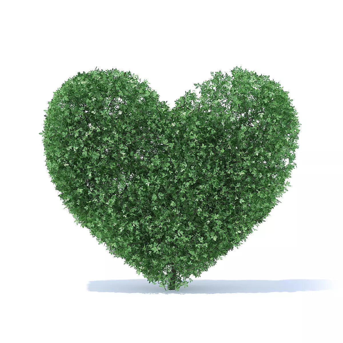 Heart Shaped Shrub 3D model_0