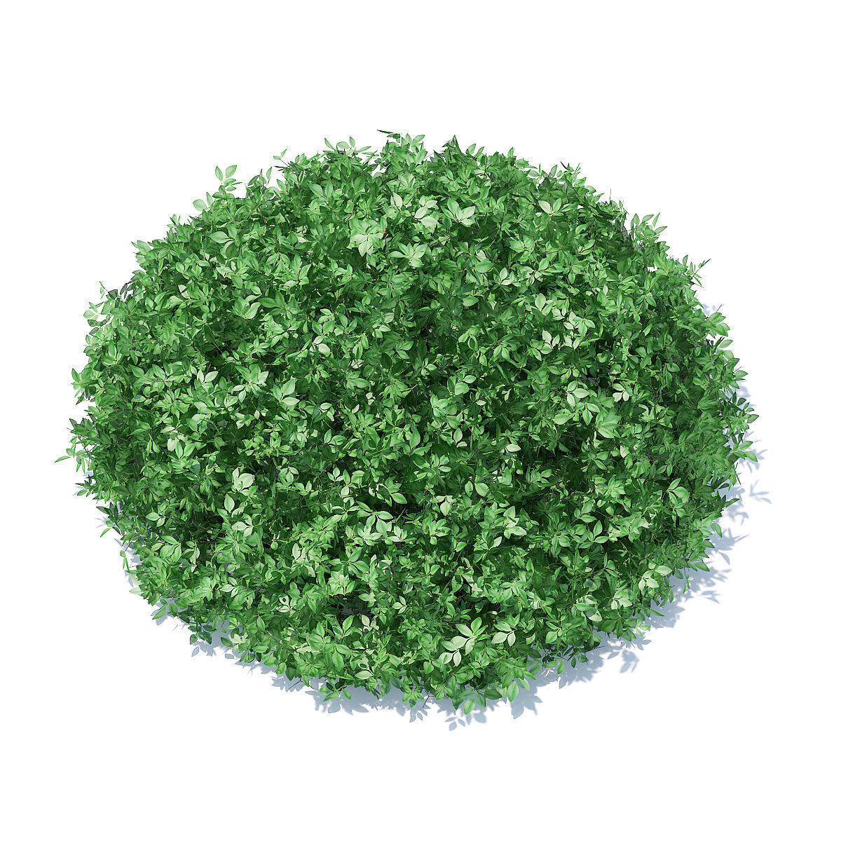 Short Round Hedge 3D model_2