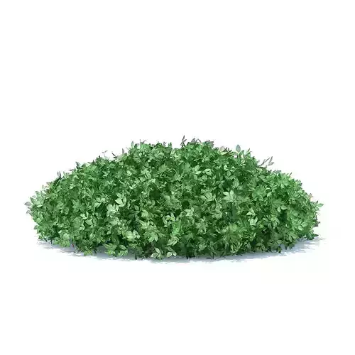 Short Round Hedge