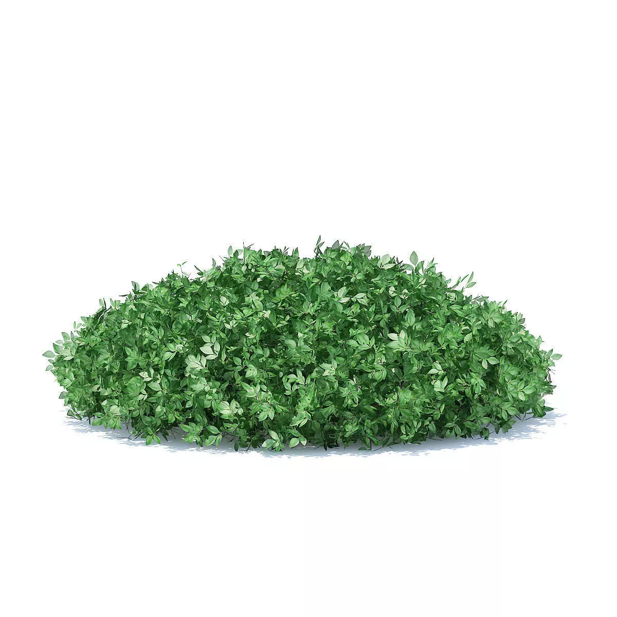 Short Round Hedge 3D model_0