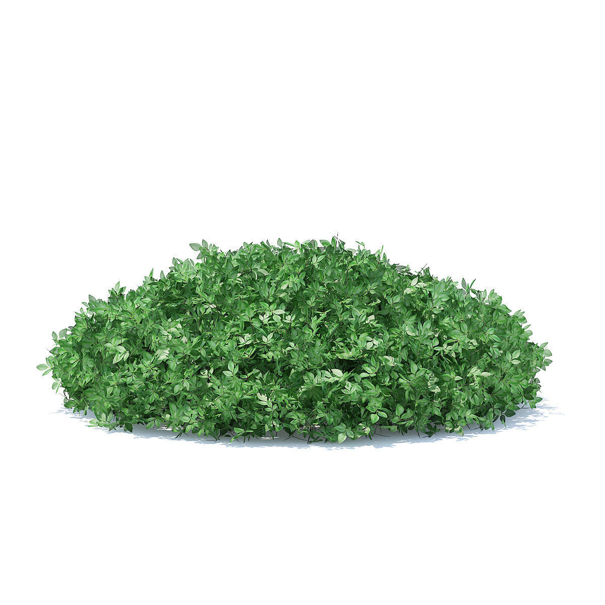Short Round Hedge 3D model_1
