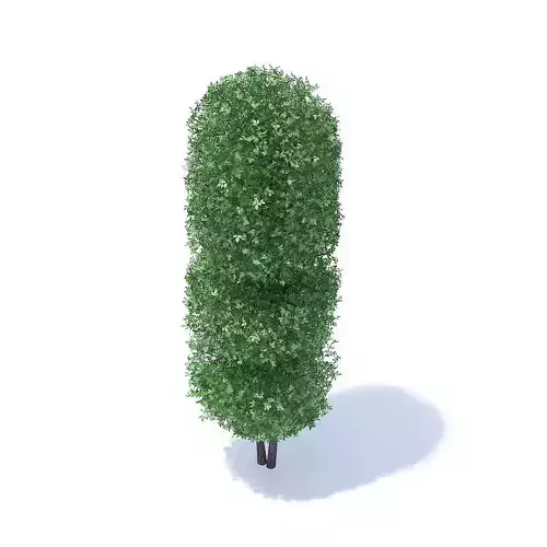 Tall Hedge