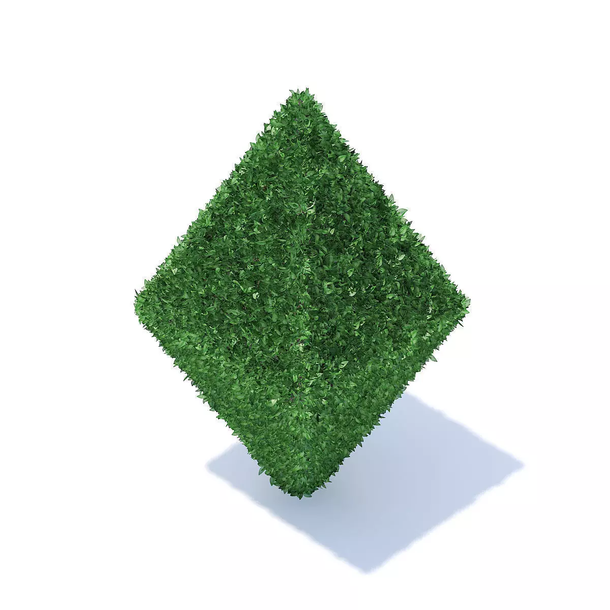 Diamond Shaped Hedge 3D model_0