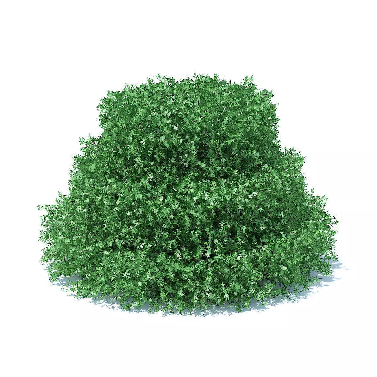 Cake Shaped Hedge 3D model_4