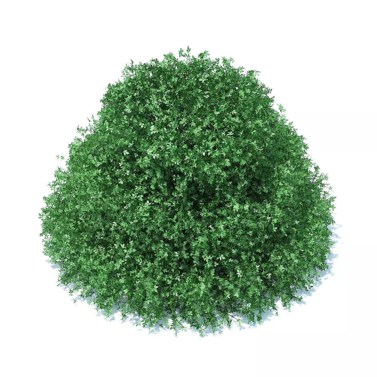 Cake Shaped Hedge 3D model_5