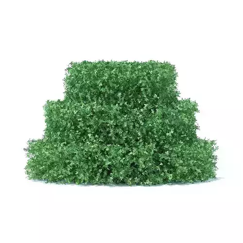 Cake Shaped Hedge