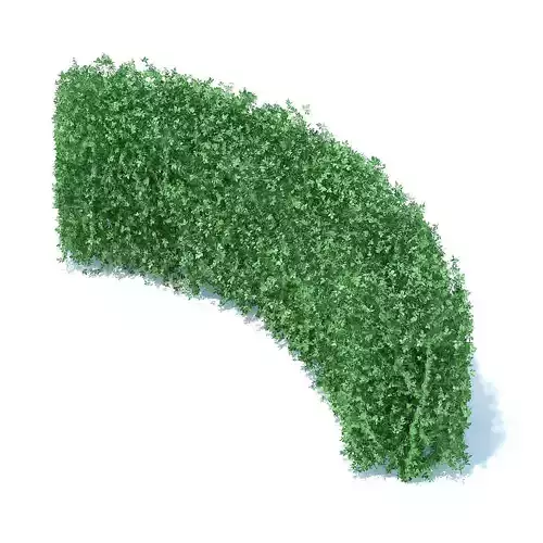 Curved Hedge