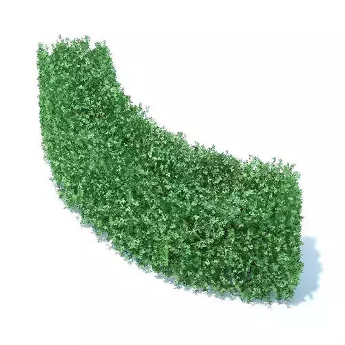 Curved Hedge