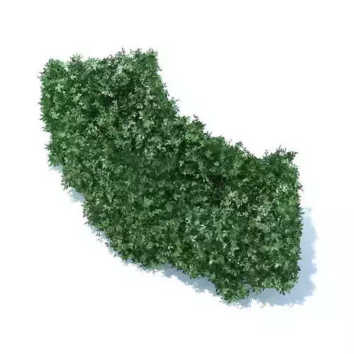 Curved Hedge
