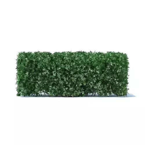 Straight Hedge