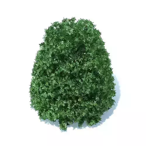 Round Shrub