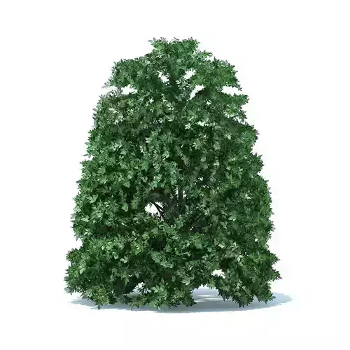 Round Shrub 3D model