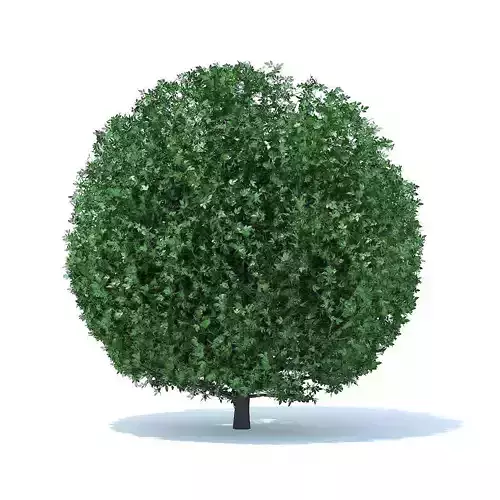 Spherical Shrub 3D model