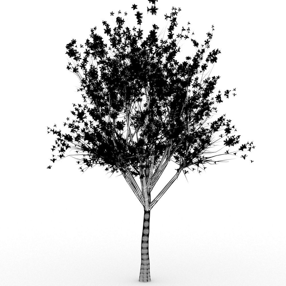 Bombax Cebia  tree 3D model_6
