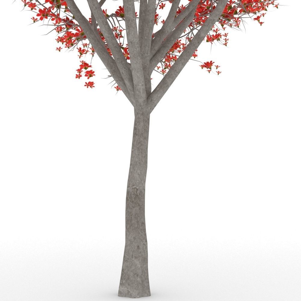 Bombax Cebia  tree 3D model_4