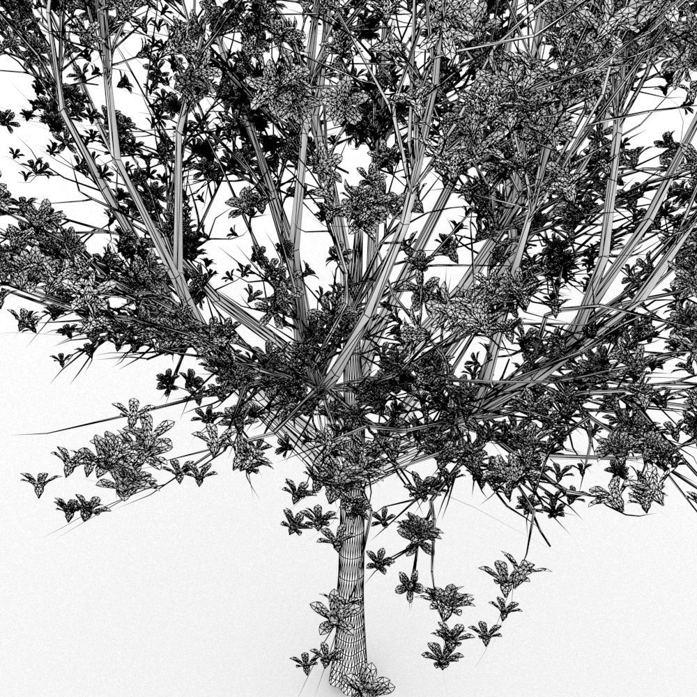 Bombax Cebia  tree 3D model_5