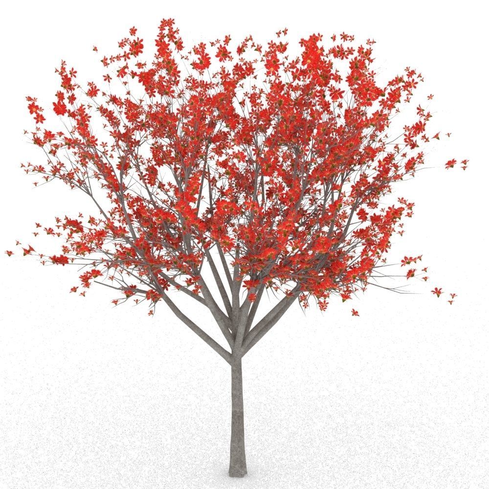 Bombax Cebia  tree 3D model_1