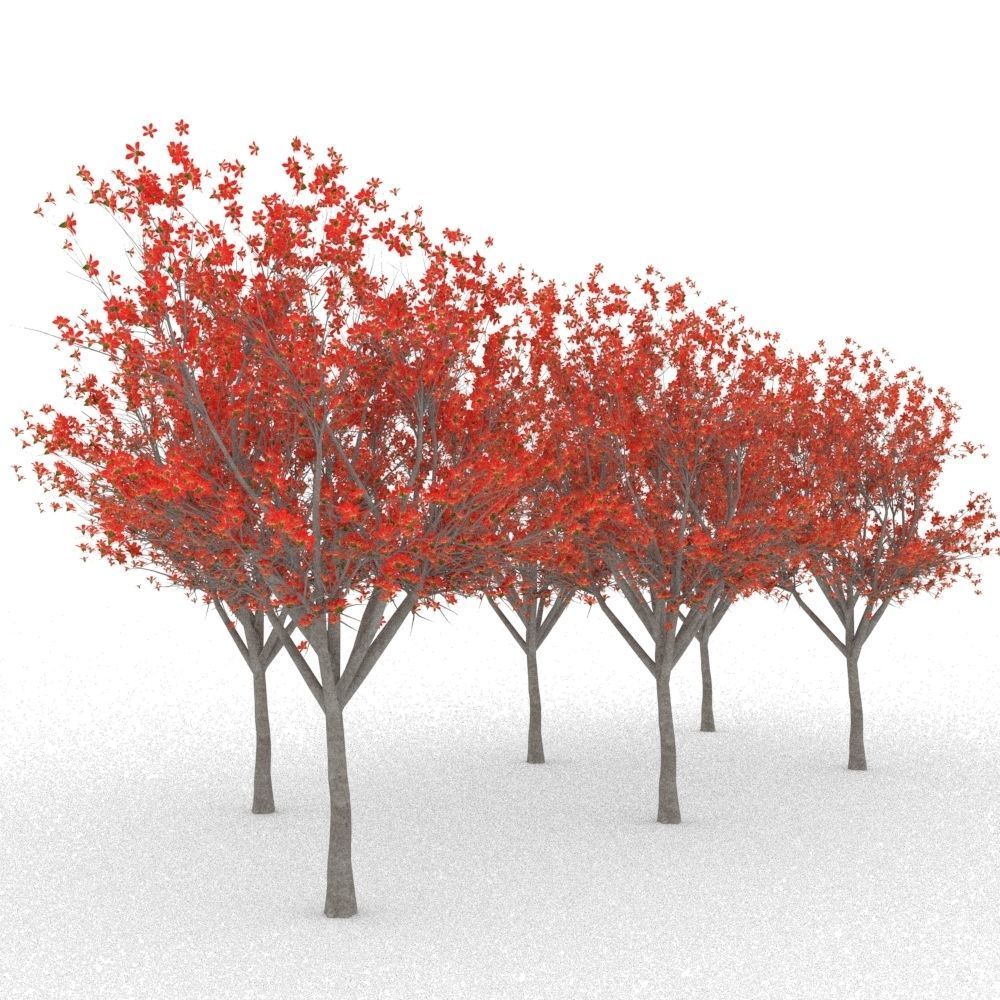 Bombax Cebia  tree 3D model_2