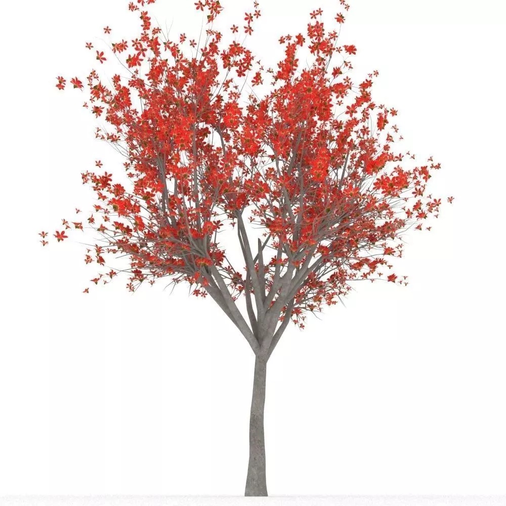 Bombax Cebia  tree 3D model_0