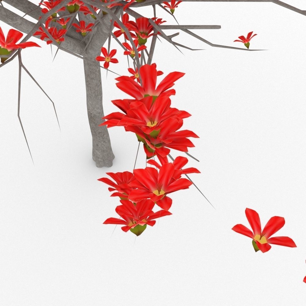 Bombax Cebia  tree 3D model_3