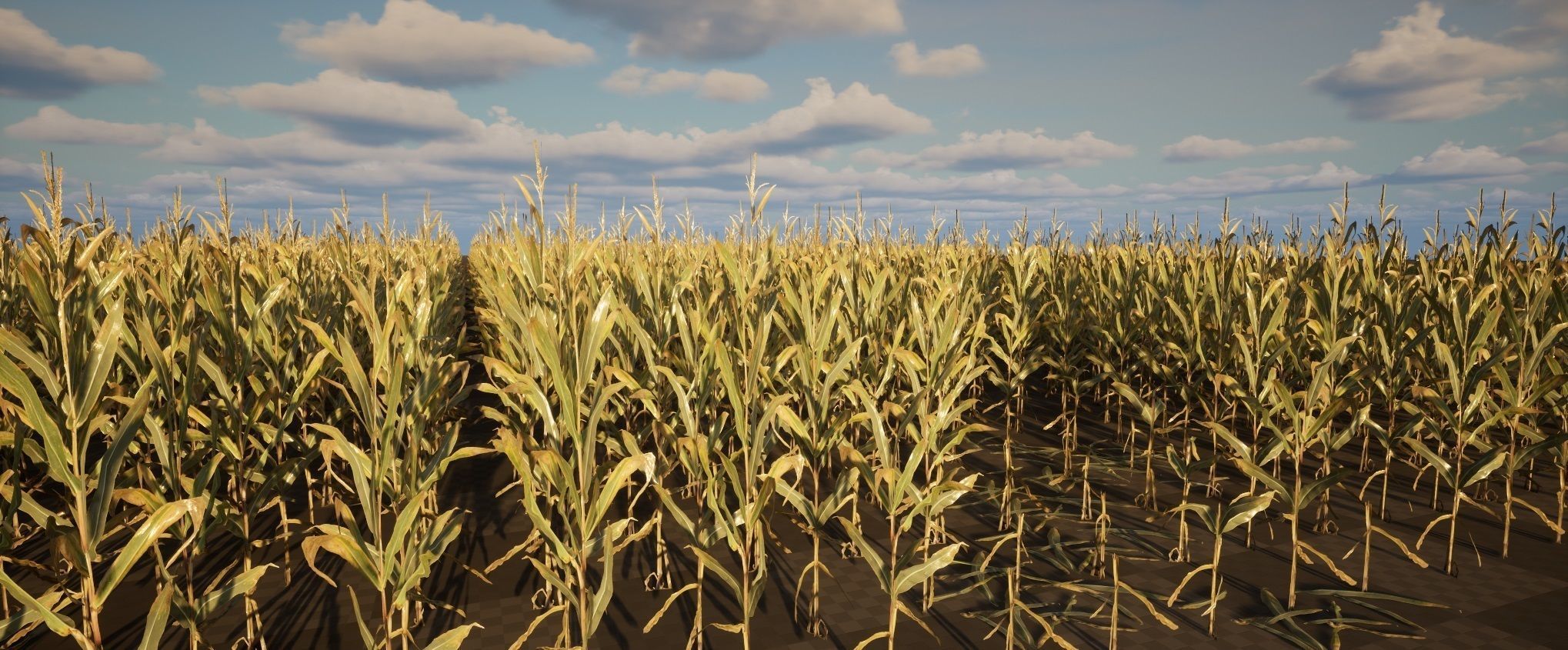 Realistic Optimized Corn Pack Low-poly 3D model_2