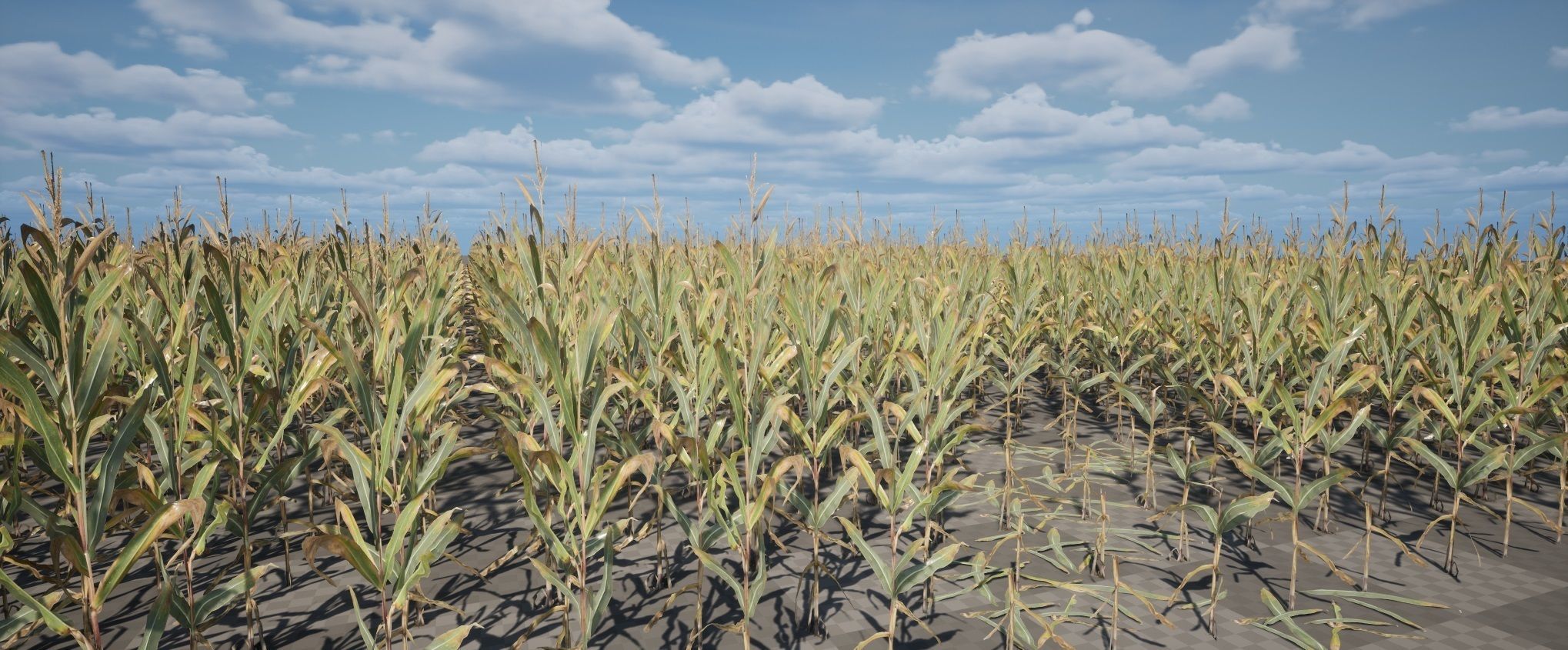 Realistic Optimized Corn Pack Low-poly 3D model_1