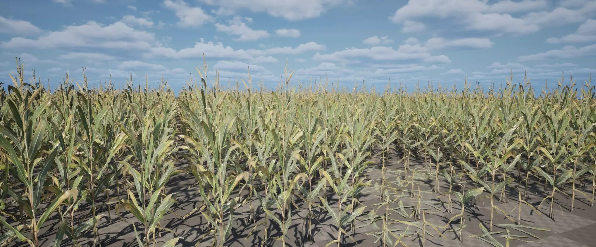 Realistic Optimized Corn Pack Low-poly 3D model_0