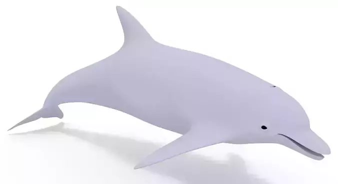 Dolphin 3D Model 3D model