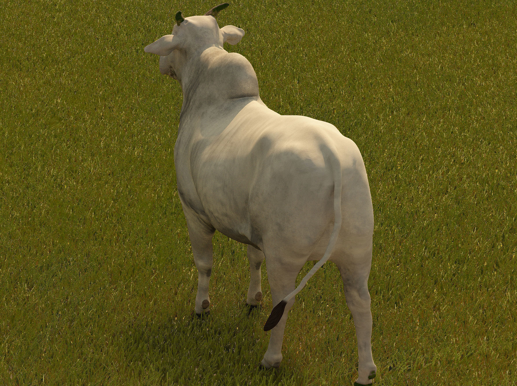 Cattle cow 3D model_2