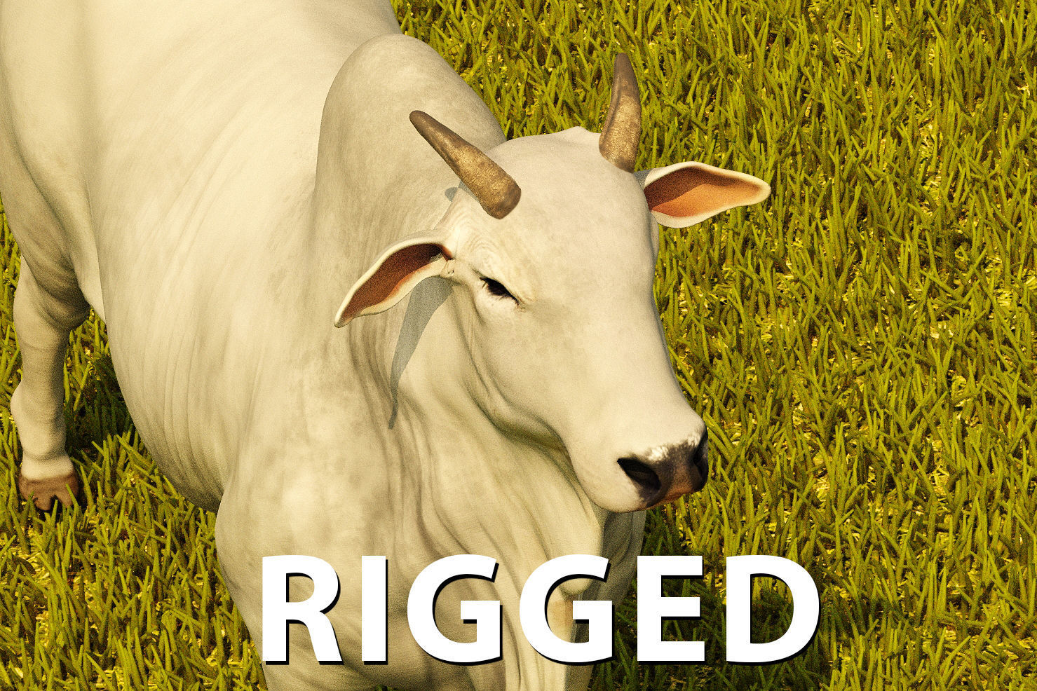 Cattle cow 3D model_3