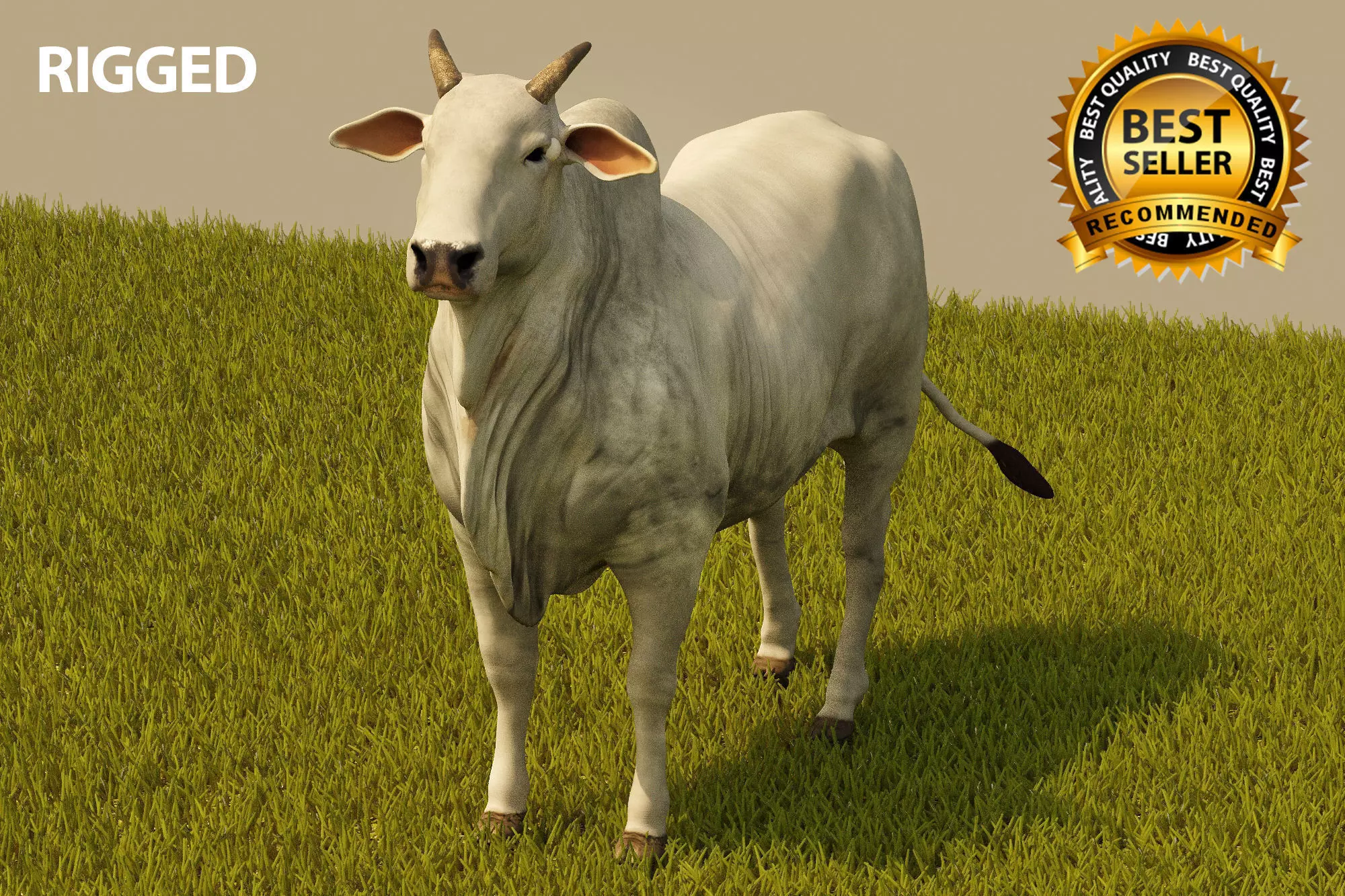 Cattle cow 3D model_0